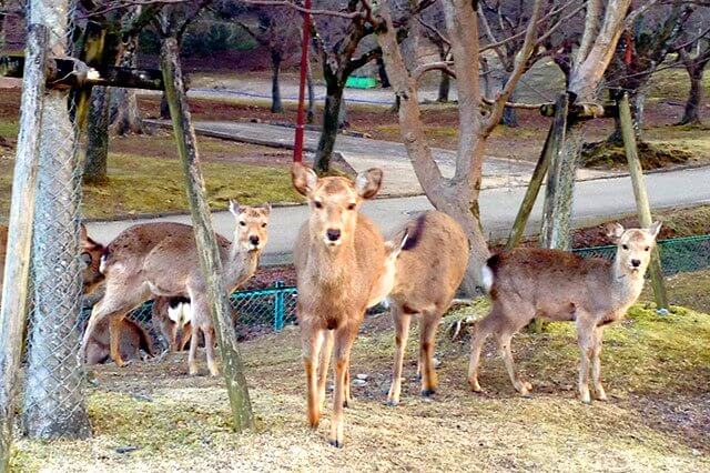 冬・奈良公園の寒そうな鹿