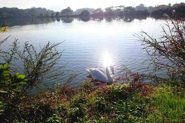 水上池の白鳥